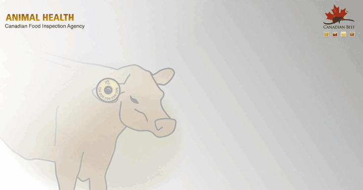 牛耳標(biāo)1.gif